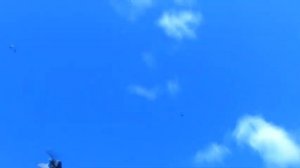 Николаевские высоколетные голуби Ч3