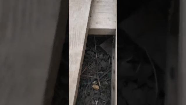 Потерялась киска