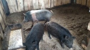 Разведение поросят мангалы и кармалы  БЕЗ ГМО