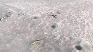 Зимняя рыбалка в Приморском крае. На что ловить навагу зимой в Приморье.Блесна на навагу