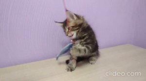 Котятам мейн-кун 8 недель!