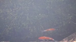 ? ЧИСТИМ ПРУД РАСТЕНИЯМИ! Эффективное очищение от ила и цветения воды в водоёме!