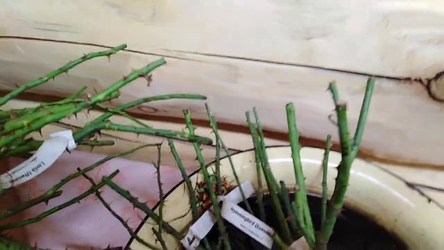 РОЗЫ ИЗ ПИТОМНИКА РОЗОВАЯ КЛУМБА смотреть онлайн