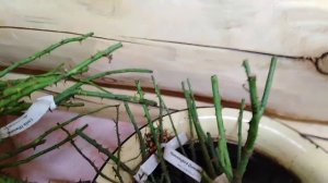 РОЗЫ ИЗ ПИТОМНИКА РОЗОВАЯ КЛУМБА
