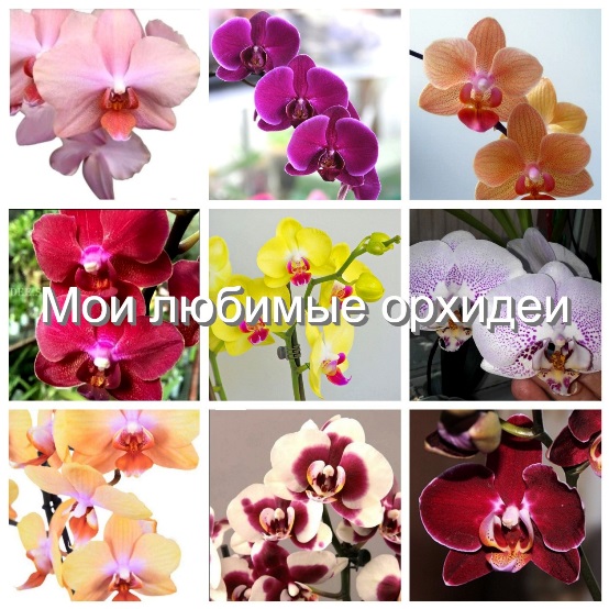 Мои любимые орхидеи. Домашнее цветение.