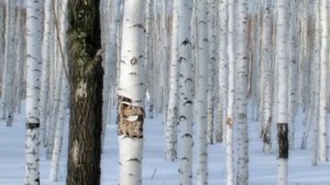 02 Валерий Мик Белая берёза.mp4