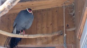 Ушастый фазан и вообще о фазанах!