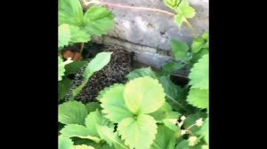 Ёжик в саду Дружочек Ёжик ест клубничку Как приручить ёжика