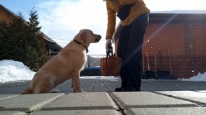 Лабрадор учится держать корзинку