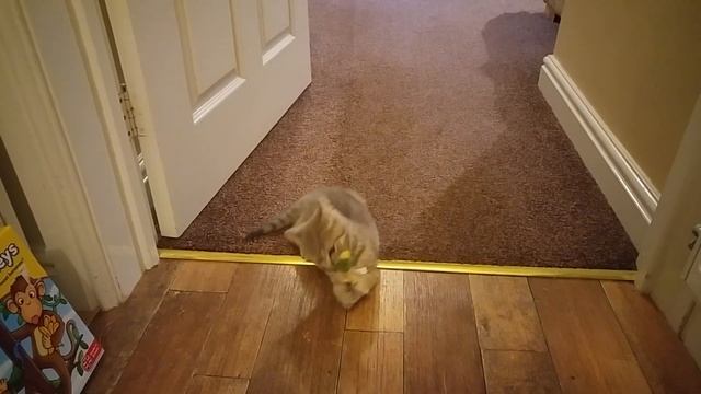 Sweet kitten ?Наш любимчик Британский кот Марсель. В какие игры играет котёнок в 2.5 месяца. смотреть онлайн