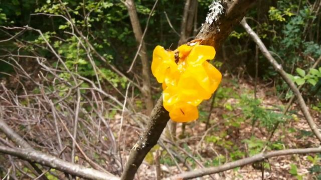 Дрожалка оранжевая (Tremella mesenterica) смотреть онлайн