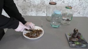 Как правильно настоять струю бобра