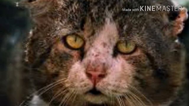 УРОДЛИВЫЙ КОТ . Стих . смотреть онлайн