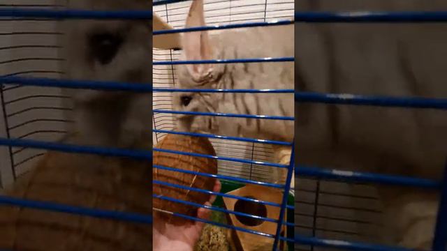 Реакция шиншиллы на кокос смотреть онлайн