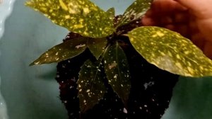 Растения-универсалы. Часть 2.