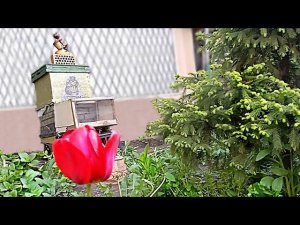 #Пчеловодство-перемещение улья на любое место