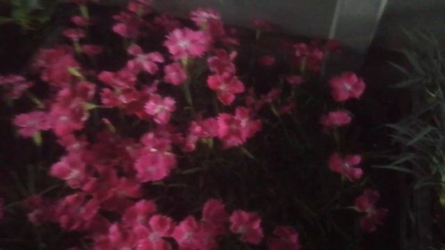 Гвоздика садовая и гвоздика альпийская "Кахори" рассада. смотреть онлайн