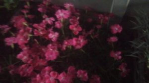 Гвоздика садовая и гвоздика альпийская "Кахори" рассада.