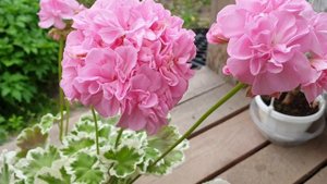 Fir Tree's Silver Wedding