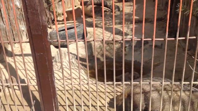 Зоопарк Екатеринбурга нереально интересный обзор + реакция на кофе и сендвич из кафе (2часть) смотреть онлайн