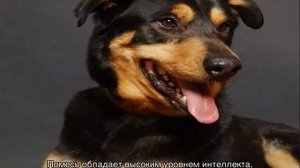 Помесь овчарки и ротвейлера (малховер): описание породы