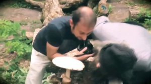 Ето мой гриб я его ем #грибы