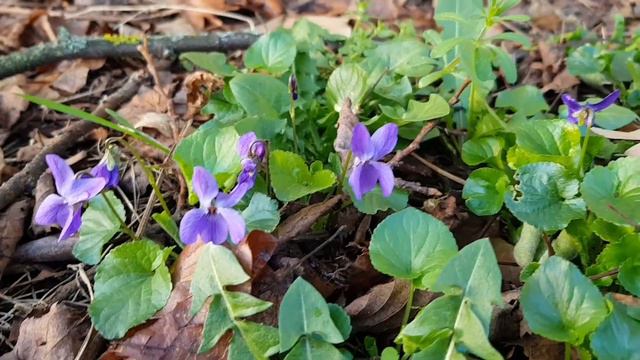 Фиалки смотреть онлайн
