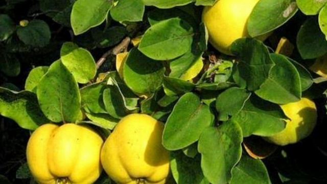 Декоративные деревья и кустарники купили в клубе садоводов-профессионалов. #декоративныекустарники