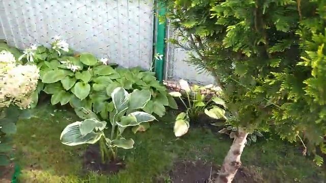 Пересадка гортензий. смотреть онлайн