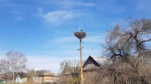К нам сегодня прилетел Аист. 03.04.2021г.
