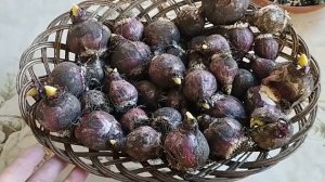 Букетная посадка гиацинтов в ноябре.