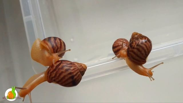 Улитка АХАТИНА! Смотри как поют УЛИТКИ!! Муравьи и Улитки, как они уживаются!? «ВЕСЁЛАЯ УЛИТКА»?шо