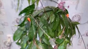 "Дурында" - хойя Pubicalyx Silver Pink