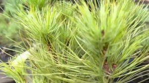 Кедровый стланник