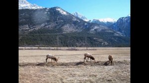 Животный мир Канады./ Wild animals in Canada.