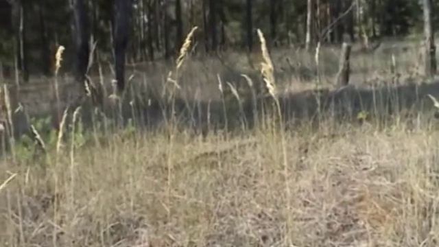 Мне приснилось.mpg смотреть онлайн