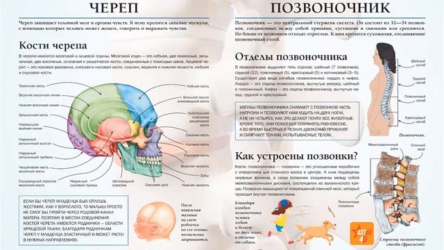 Тело человека. Простая наука 4D