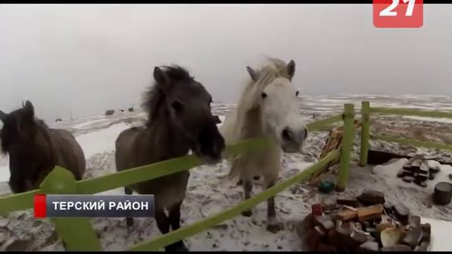 У знаменитых кузоменьских лошадей появился канал на Youtube смотреть онлайн