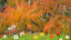 Сумах оленерогий Тигриный Глаз ? Обзор: посадка и уход. крупномеры сумаха: описание и особенности