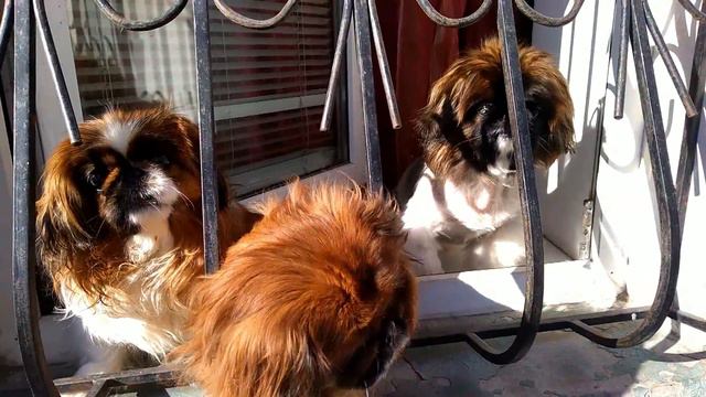 Крым.Симферополь. Очень опасная охрана. смотреть онлайн