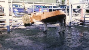 Animal Encounters - The Donkeys and Ponies