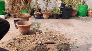 Adenium - Root Pruning and Repotting