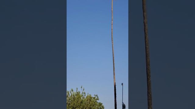 Arborist Rides Palm Tree Like a Cowboy || ViralHog смотреть онлайн