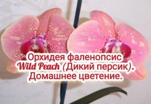 Орхидея фаленопсис Wild Peach (Дикий персик). Домашнее цветение.