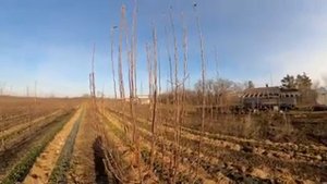 Формирование вверх растущей кроны яблони