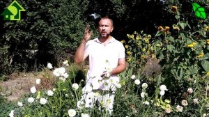 АЗБУКА СИДЕРАТОВ. Ч.2. Фацелия. Земля как пух и замена 30 тонн навоза. Худший сидерат для картофеля