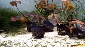 Нано рыбки. Часть 3