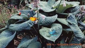 Хоста гибридная Блу Амбреллаз (hosta) ? Блу Амбреллаз обзор: как сажать, рассада хосты Блу Амбрелла