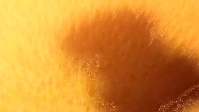 Мультик про коров.Смотреть всем. смотреть онлайн