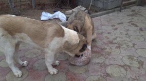 Щенки Кавказского Волкодава 6 месяцев.